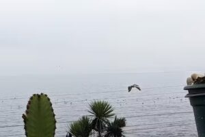 Cabaña Concón