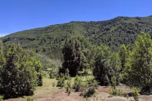 Camino Huichahue – C. Caupolicán. Cunco