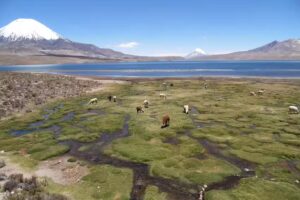 Suma Inti Viajes Tour Arica Lago Chungara